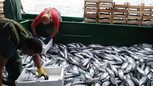 Akçakocada balıkçılar Karadenizden 40 ton palamutla döndü