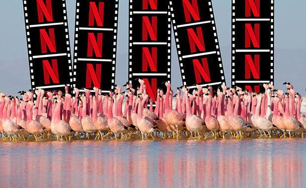 Netflix, Türkiyenin en hızlı internet sağlayıcısını açıkladı Netflix, Türkiyenin en hızlı internet sağlayıcısını açıkladı