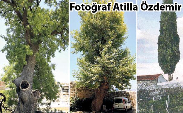 İzmir’in ağaçları