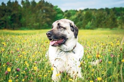 Kangal insanlara dost, bilgelere can kulağıdır