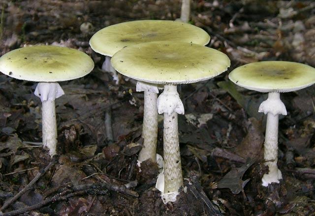 Amanita pantherina Amanita pantherina