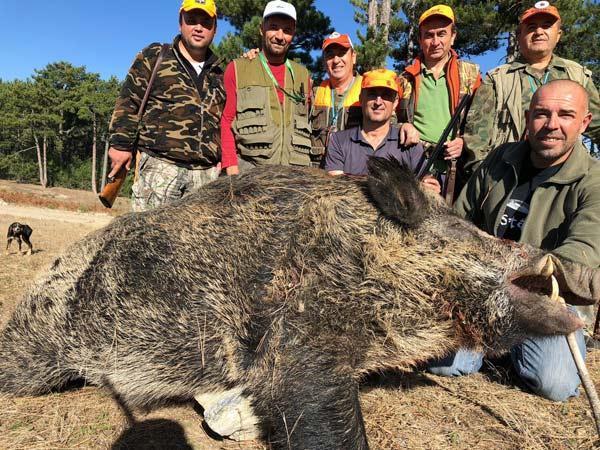Biri 475 diğeri 200 kilo Dev domuzlar avlandı…