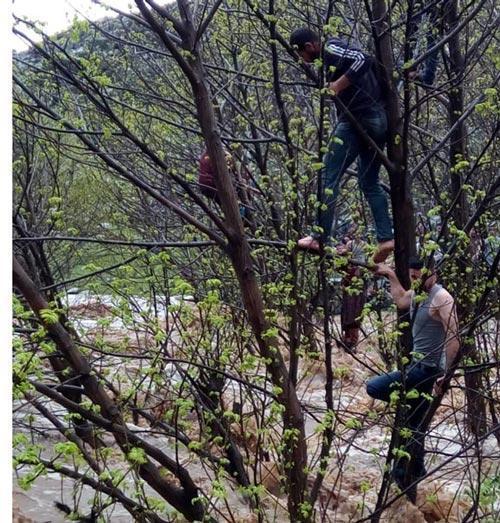 Bu halde bulundular Ağaçlara çıkıp...