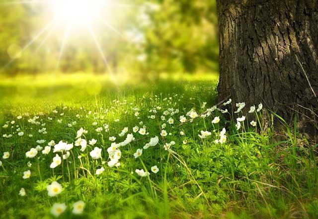 Ağaç kabuğu gübresi nasıl yapılır