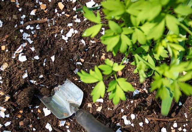 Ağaç kabuğu gübresi