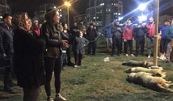 Ankaradaki köpek katliamına ilişkin görüntüler ortaya çıktı