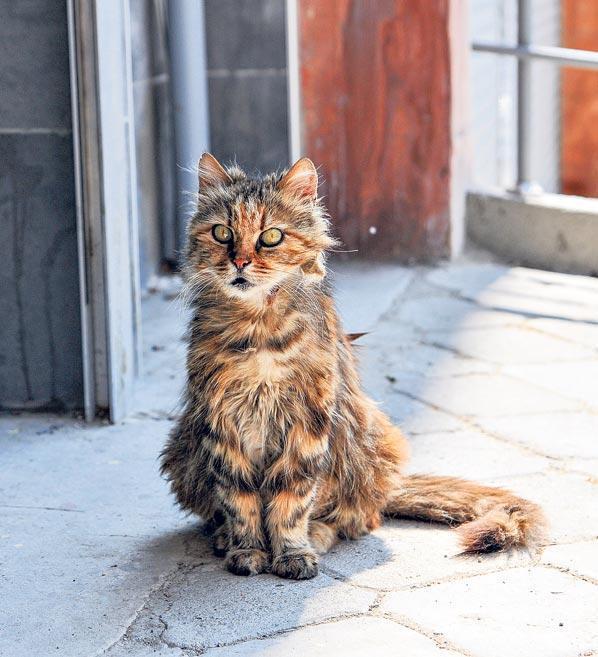 Şimdiki zamanın hikayesi