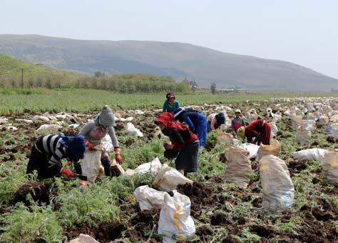 Sipariş üzerine ekiliyor Alıcısı hazır...