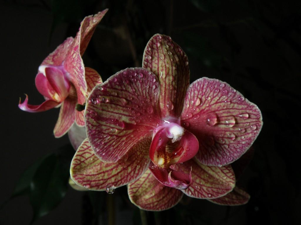 En ilginç 8 orkide türü