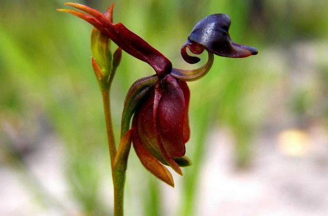 En ilginç 8 orkide türü