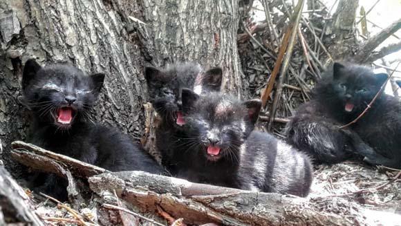 Herkesin konuştuğu kedi yavrularını korumak isterken öldü