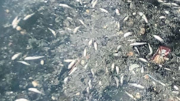 Göldeki deniz  balıkları ölüyor