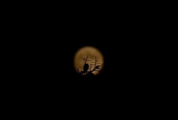 Parçalı Ay Tutulması Türkiyeden böyle görüntülendi Parçalı Ay Tutulması Türkiyeden böyle görüntülendi