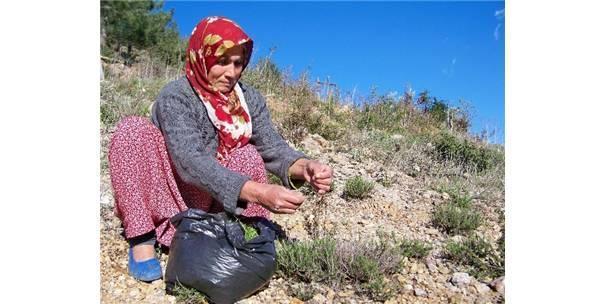 AMANOSLAR’DA KEKİK ZAMANI - Hatay Haberleri