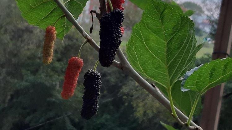 Ekim ayında meyve veren dut ağacı şaşkınlık yarattı Haberler Milliyet