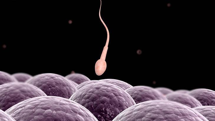 4-Sperm kök hücreleri kullanılabilir