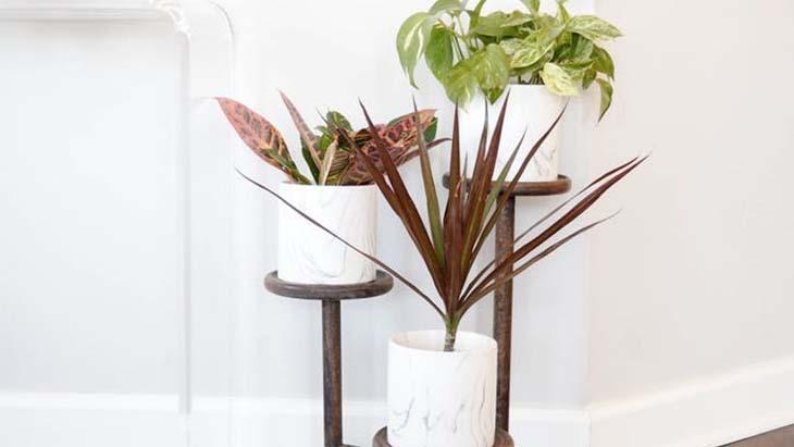 Katmanlı bitkiler Katmanlı bitkiler