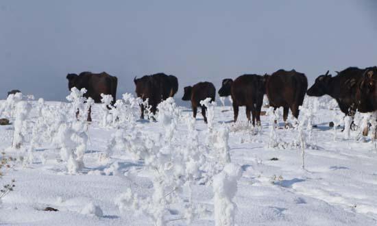 Mandalar gölün dibindeki yosunlarla besleniyor