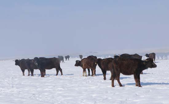 Mandalar gölün dibindeki yosunlarla besleniyor