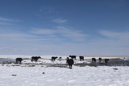 Mandalar gölün dibindeki yosunlarla besleniyor