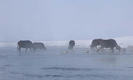 Mandalar gölün dibindeki yosunlarla besleniyor