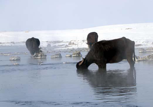 Mandalar gölün dibindeki yosunlarla besleniyor