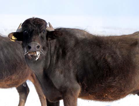 Mandalar gölün dibindeki yosunlarla besleniyor