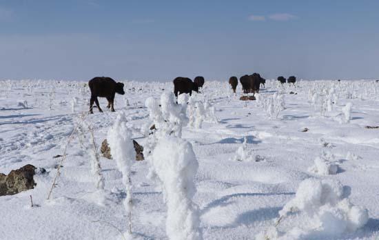 Mandalar gölün dibindeki yosunlarla besleniyor