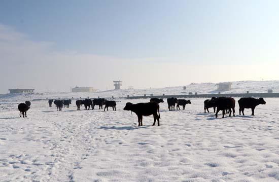 Mandalar gölün dibindeki yosunlarla besleniyor