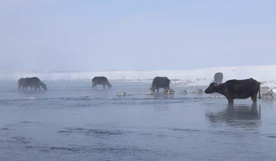 Mandalar gölün dibindeki yosunlarla besleniyor