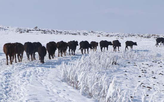 Mandalar gölün dibindeki yosunlarla besleniyor