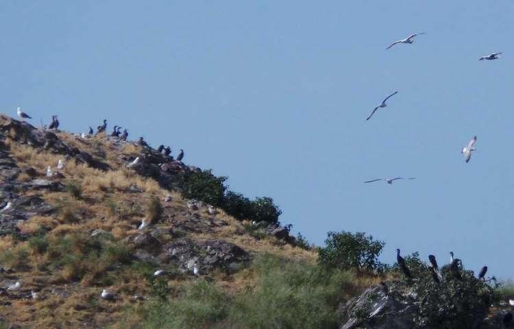 Hoynat Adası’na ziyaretçi akını