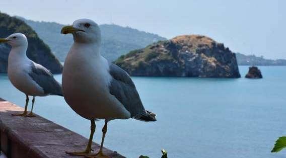 Hoynat Adası’na ziyaretçi akını