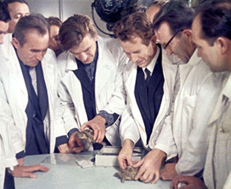 1968- Rus kaplumbağaları