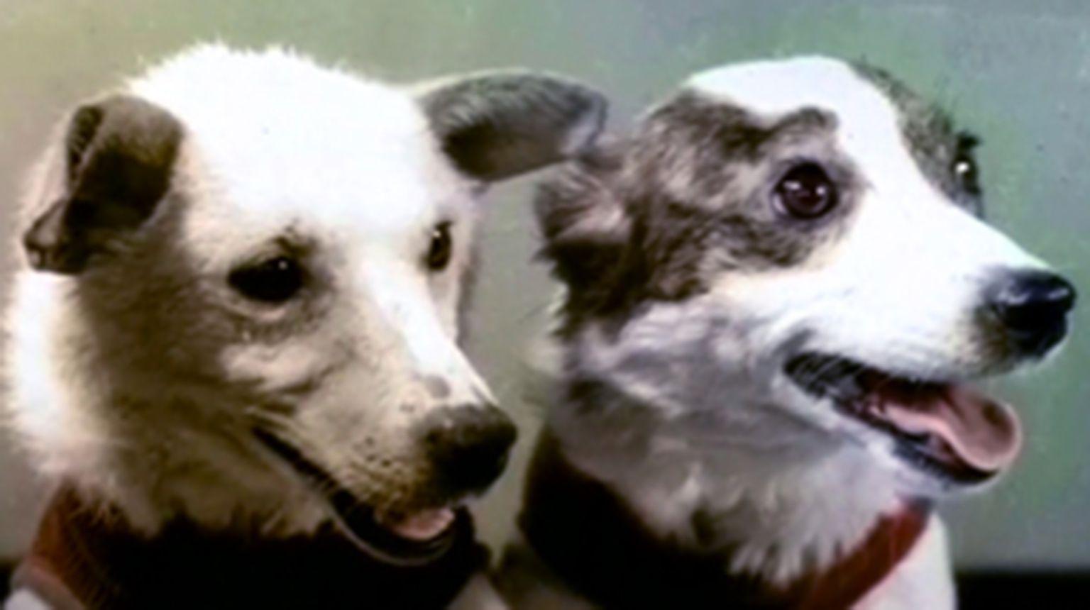 1960- Belka & Strelka