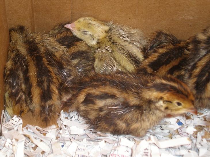 1990- Bıldırcın civcivleri