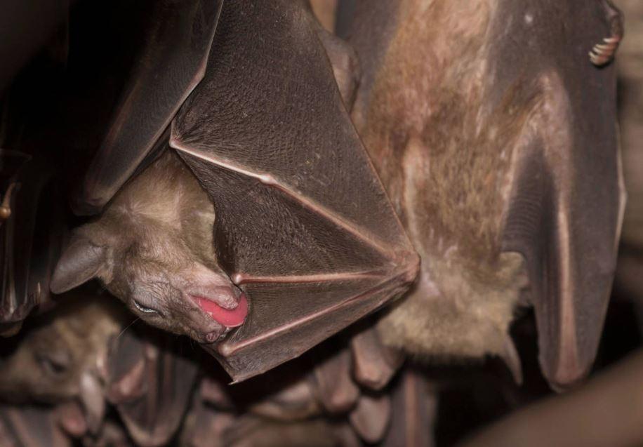 Son dakika... Salgın yarasaları işaret ediyor Koronavirüs bakın nasıl ortaya çıktı