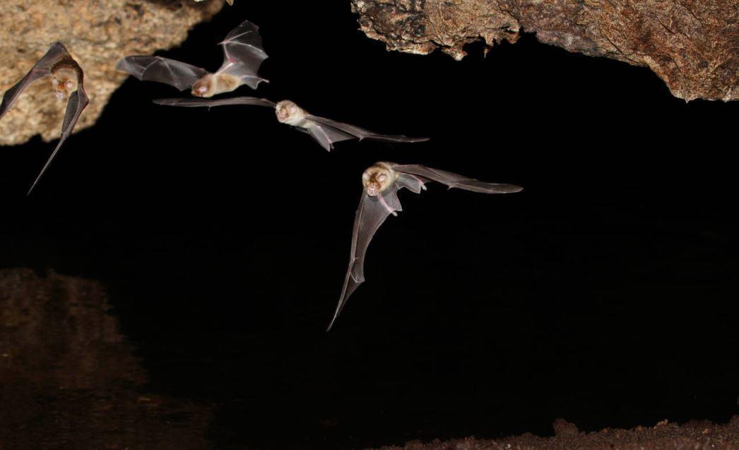 Son dakika... Salgın yarasaları işaret ediyor Koronavirüs bakın nasıl ortaya çıktı