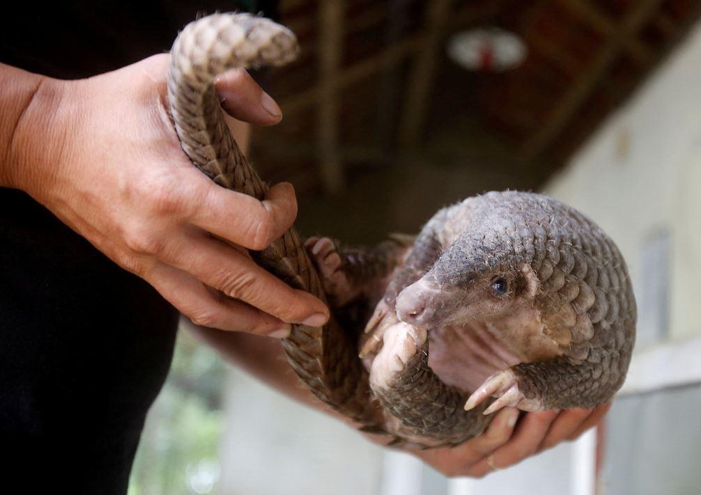 Son dakika... Salgın yarasaları işaret ediyor Koronavirüs bakın nasıl ortaya çıktı