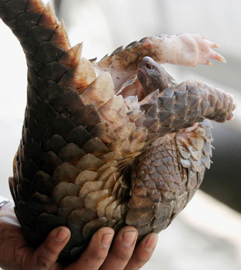 Son dakika... Salgın yarasaları işaret ediyor Koronavirüs bakın nasıl ortaya çıktı