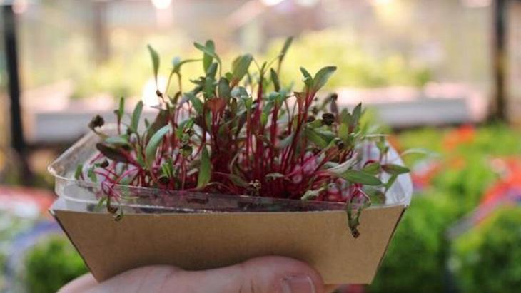 Mikro filizlerin faydaları Mikro filizlerin faydaları