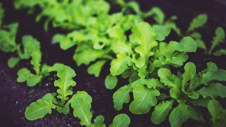 Mikro filizler nasıl yetiştirilir Mikro filizler nasıl yetiştirilir