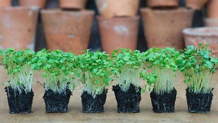 Evinizde yetiştirebileceğiniz yenilebilen küçük bitkiler: Mikro filizler Evinizde yetiştirebileceğiniz yenilebilen küçük bitkiler: Mikro filizler