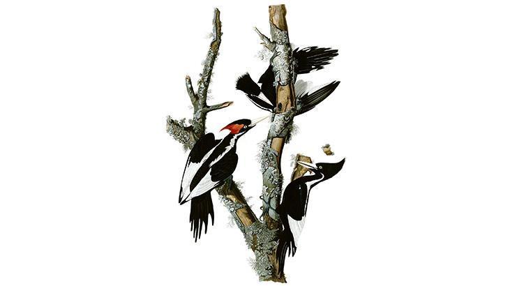 Nesli tükenmeye başlayan hayvanlar sizi çağırıyor