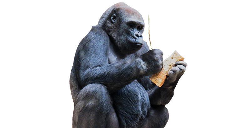 Nesli tükenmeye başlayan hayvanlar sizi çağırıyor