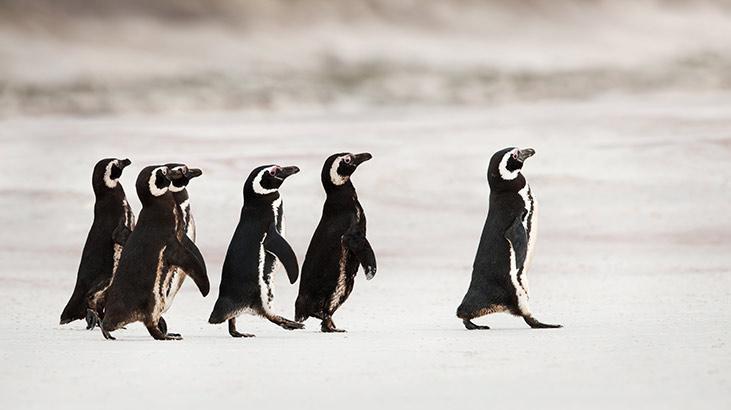 Nesli tükenmeye başlayan hayvanlar sizi çağırıyor