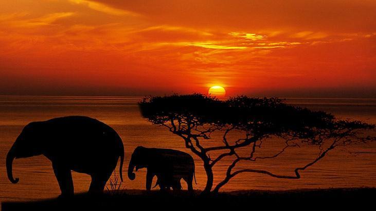 Nesli tükenmeye başlayan hayvanlar sizi çağırıyor