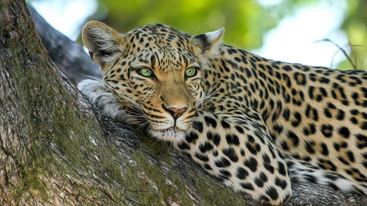 Nesli tükenmeye başlayan hayvanlar sizi çağırıyor