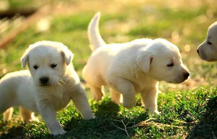 2026 Köpek İsimleri - Dişi Ve Erkek Köpekler İçin En Güzel Köpek İsimleri