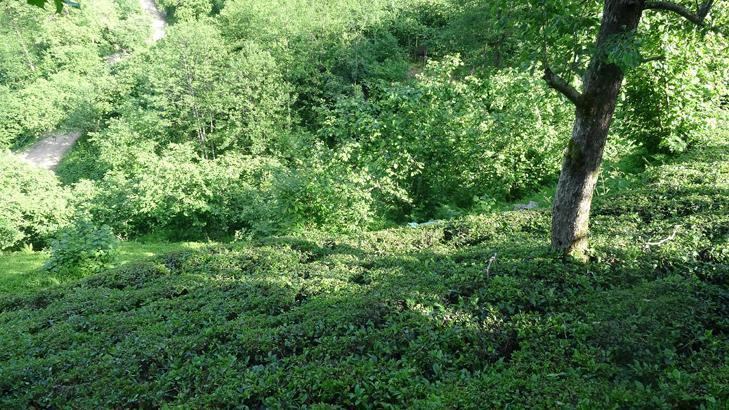 Son dakika: O iller için yılan uyarısı yapıldı Kalın kıyafet ve bot giyin...